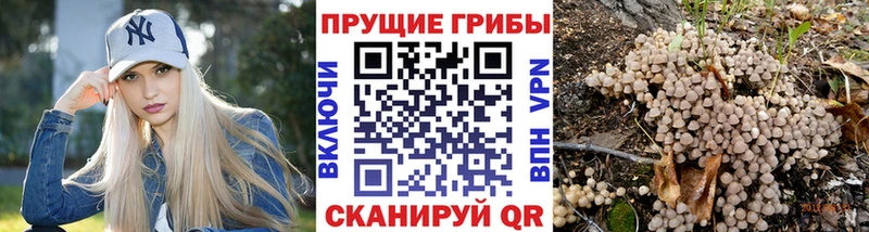 Псилоцибиновые грибы Cubensis Лесной